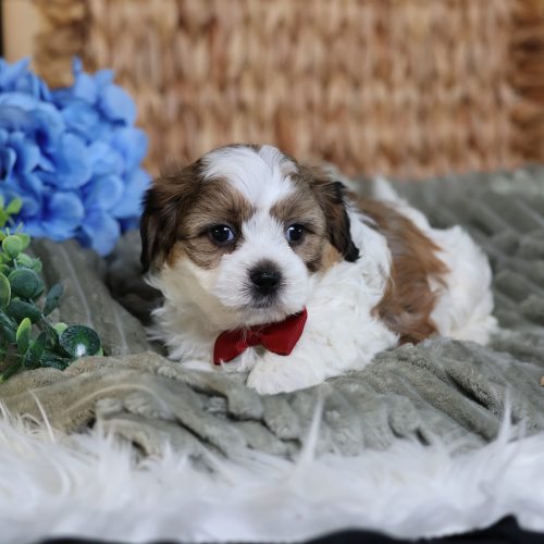 dog breeds teddy bear puppies
