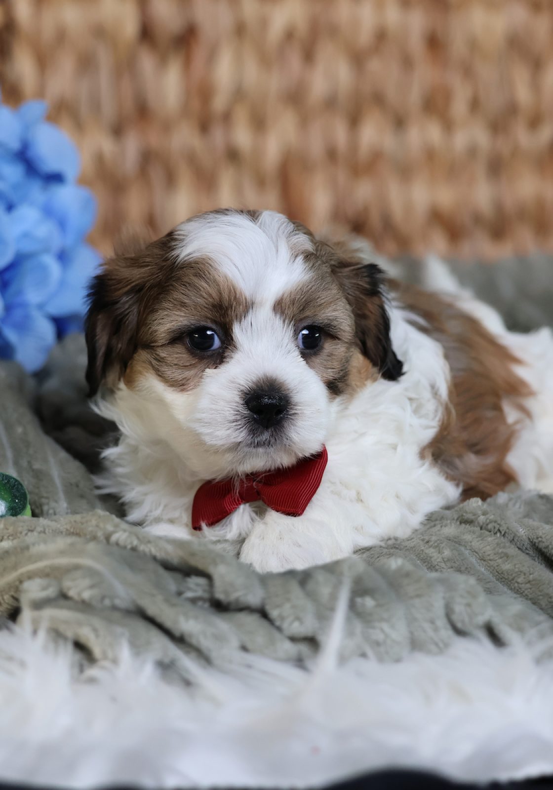 dog breeds teddy bear puppies