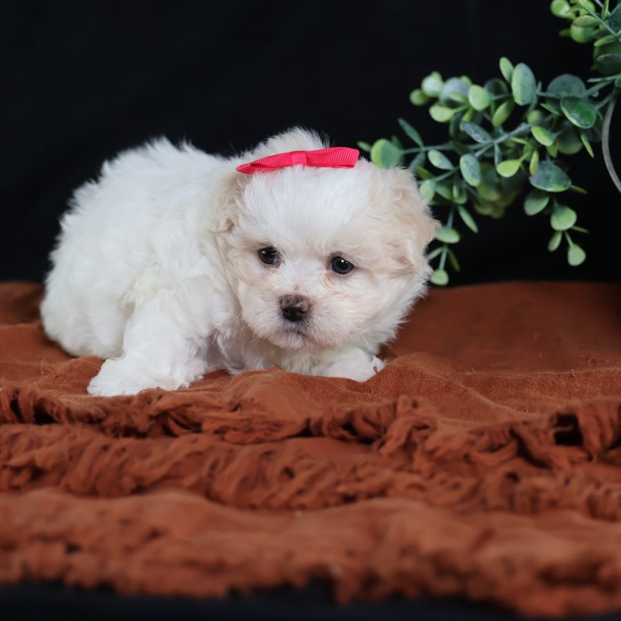 dog breeds teddy bear puppies