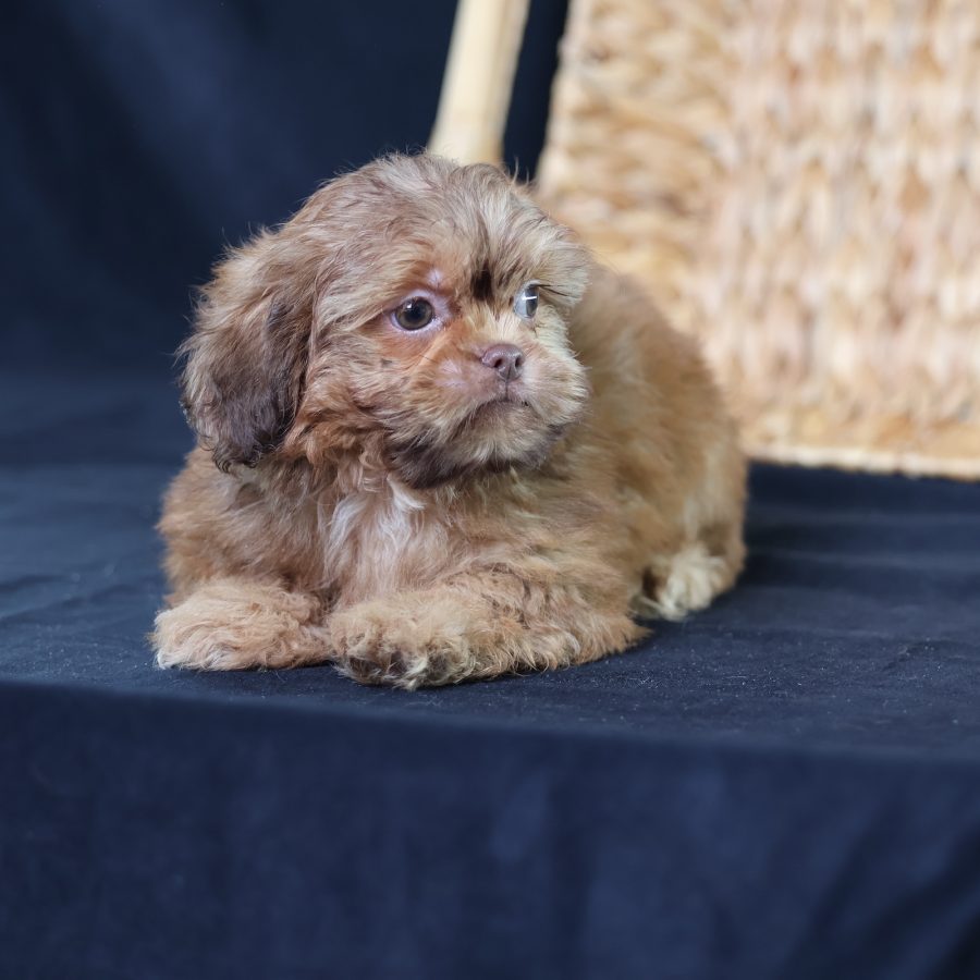 dog breeds teddy bear puppies