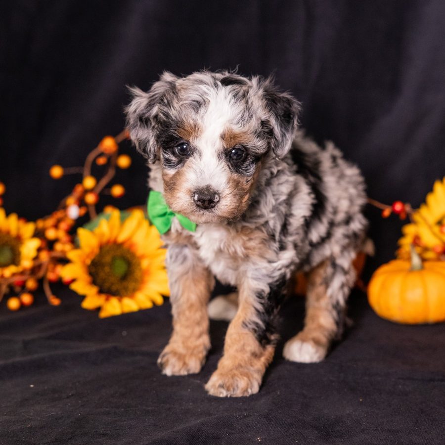 bernedoodle breeders pa