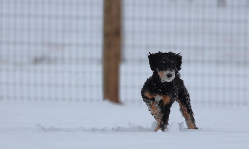 ellen adult mini bernedoodle