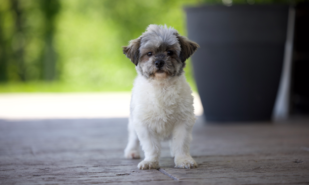 Shichon Adult Estella