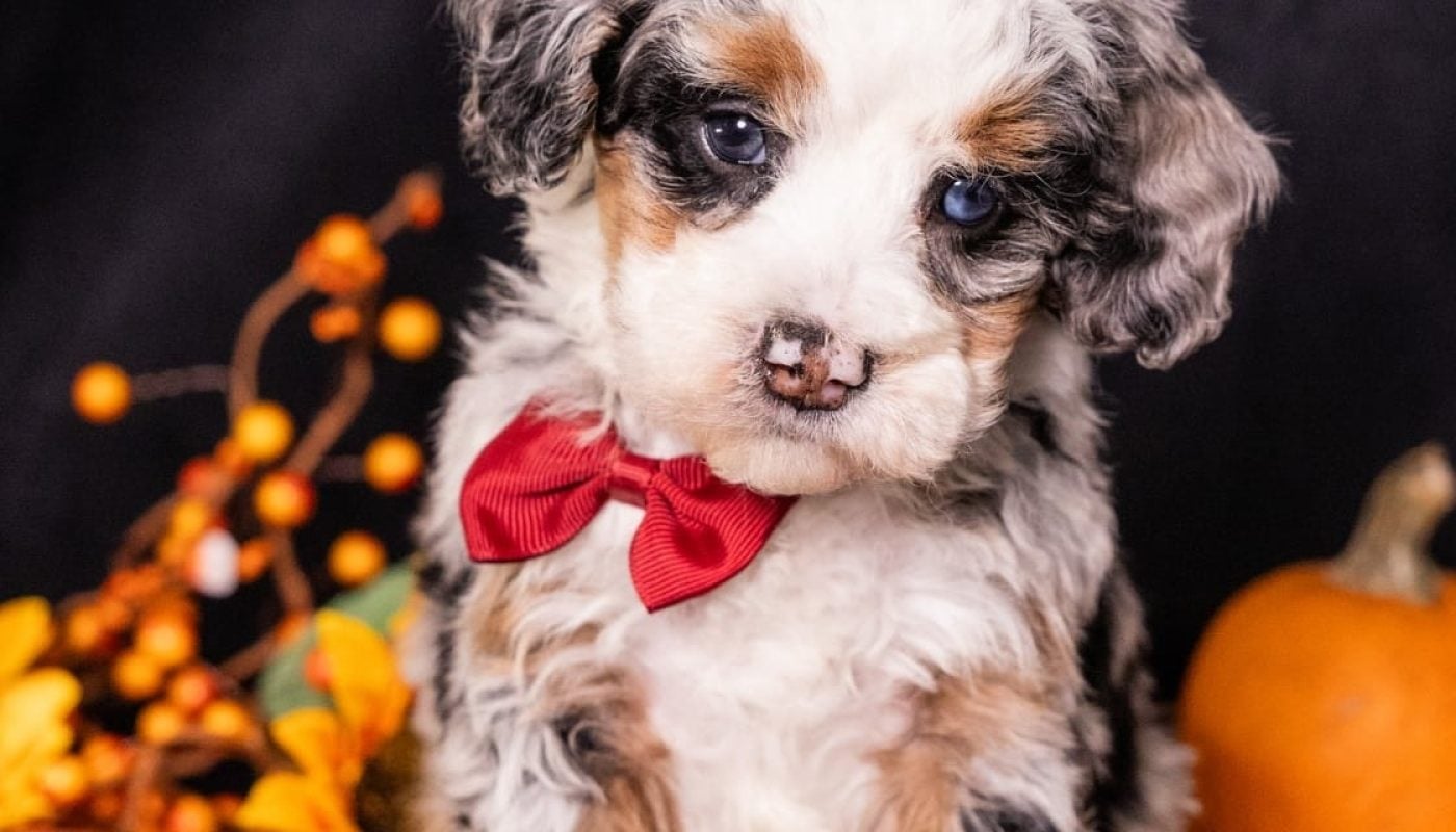 micro bernedoodles