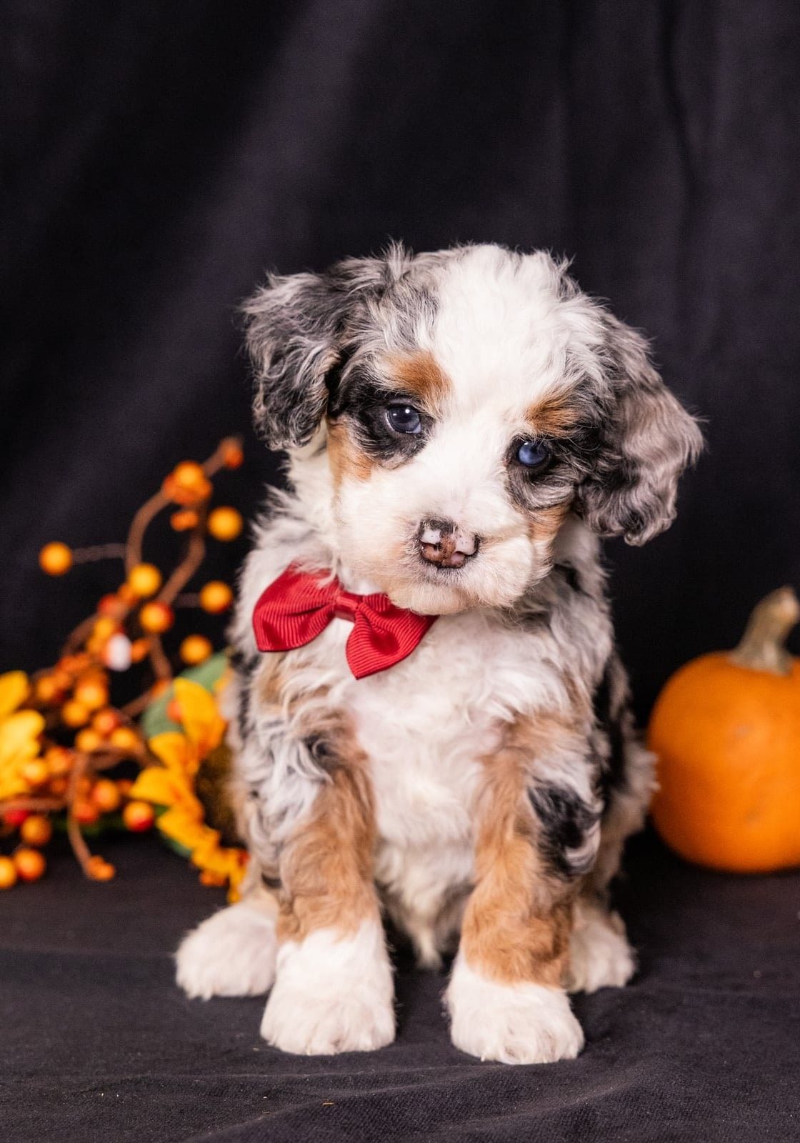 adorable micro bernedoodle puppies