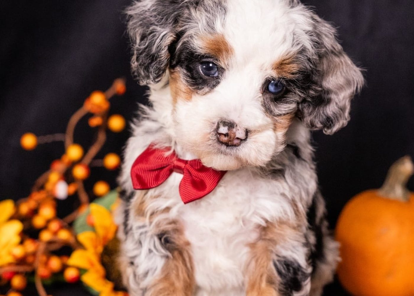 adorable micro bernedoodle puppies