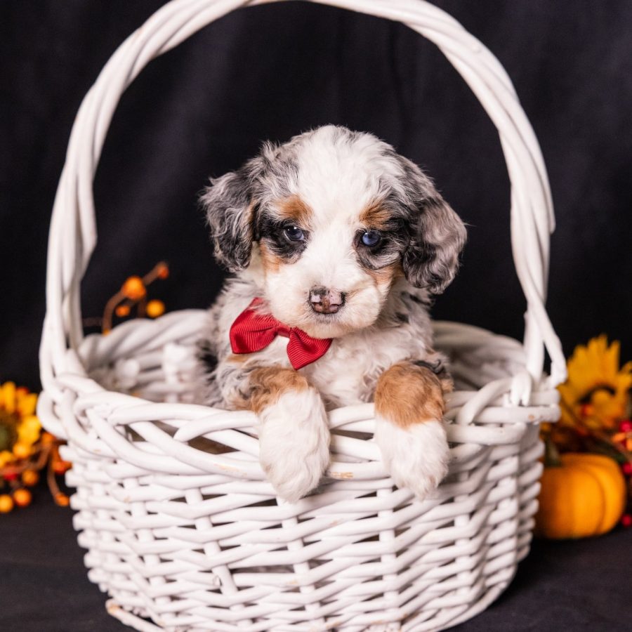 miniature merle bernedoodles for sale