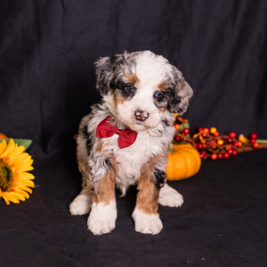 blue merle