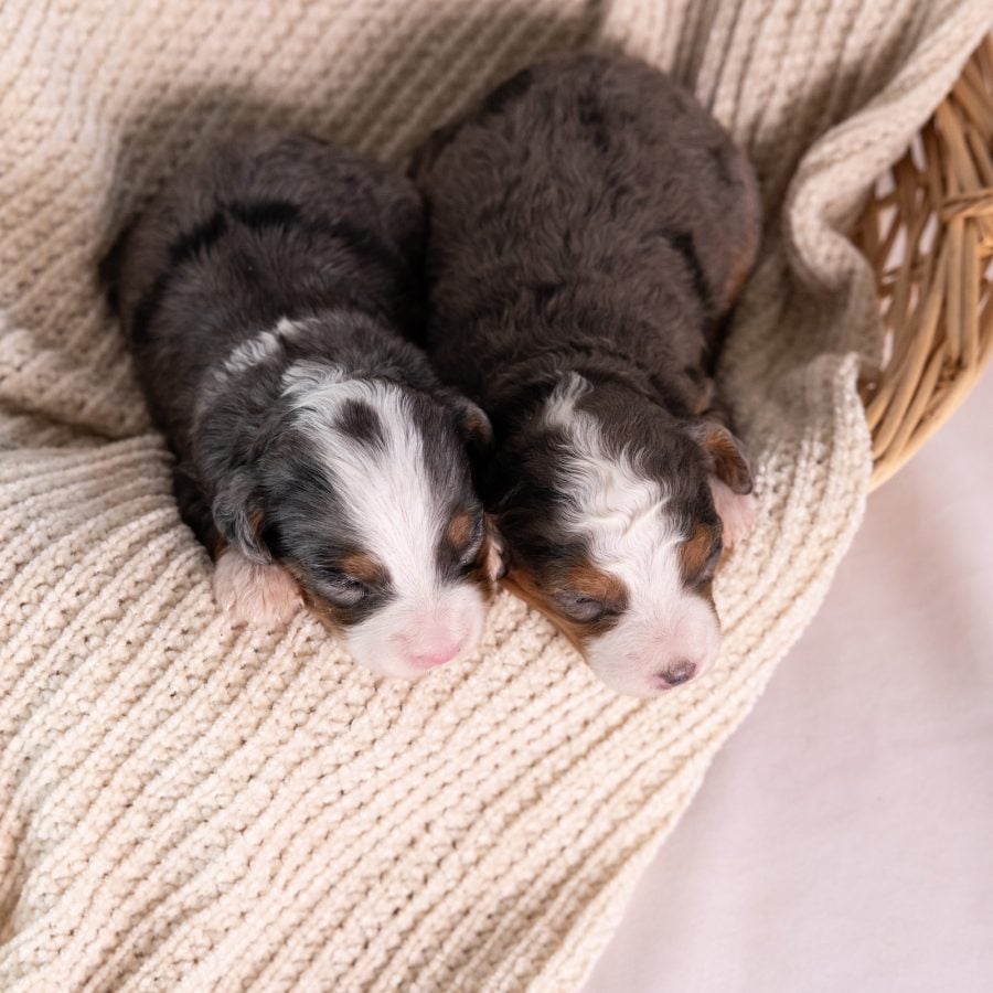 female micro bernedoodles