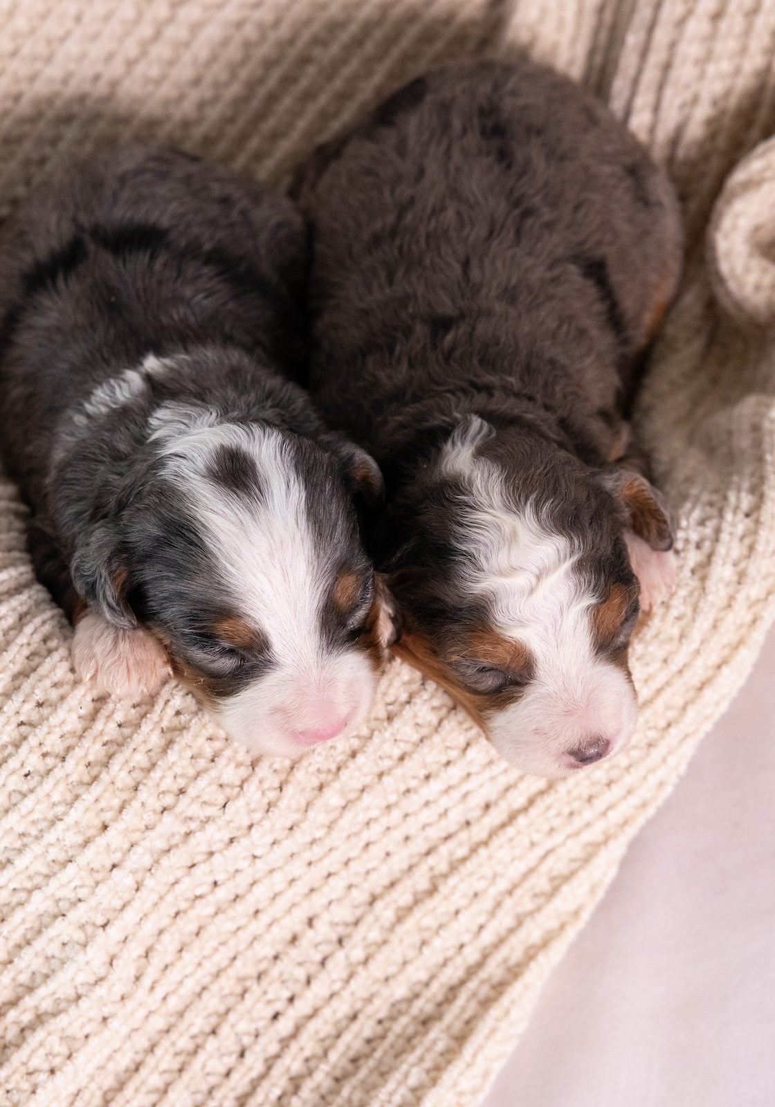 female micro bernedoodles