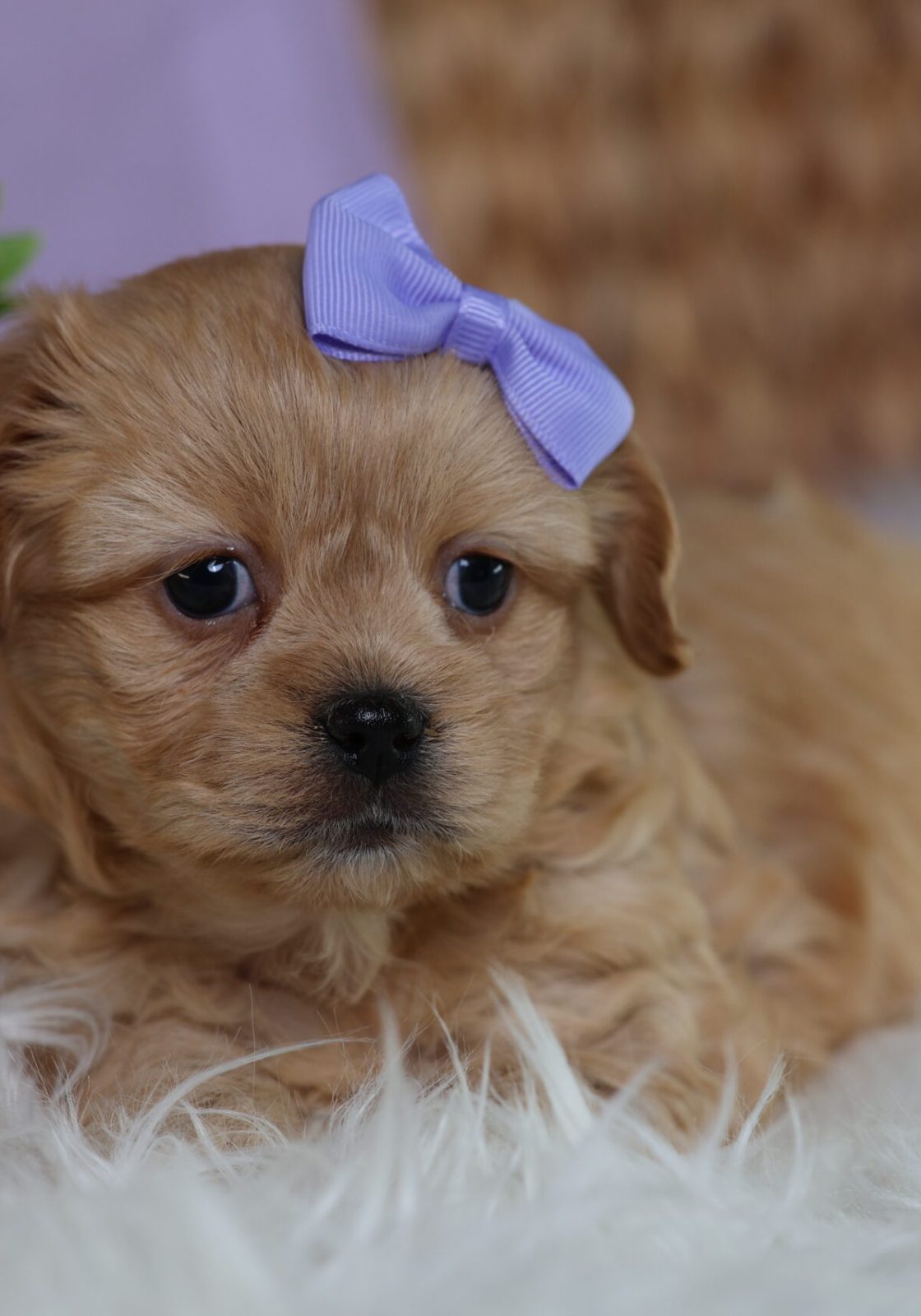 female teddy bear puppy near me