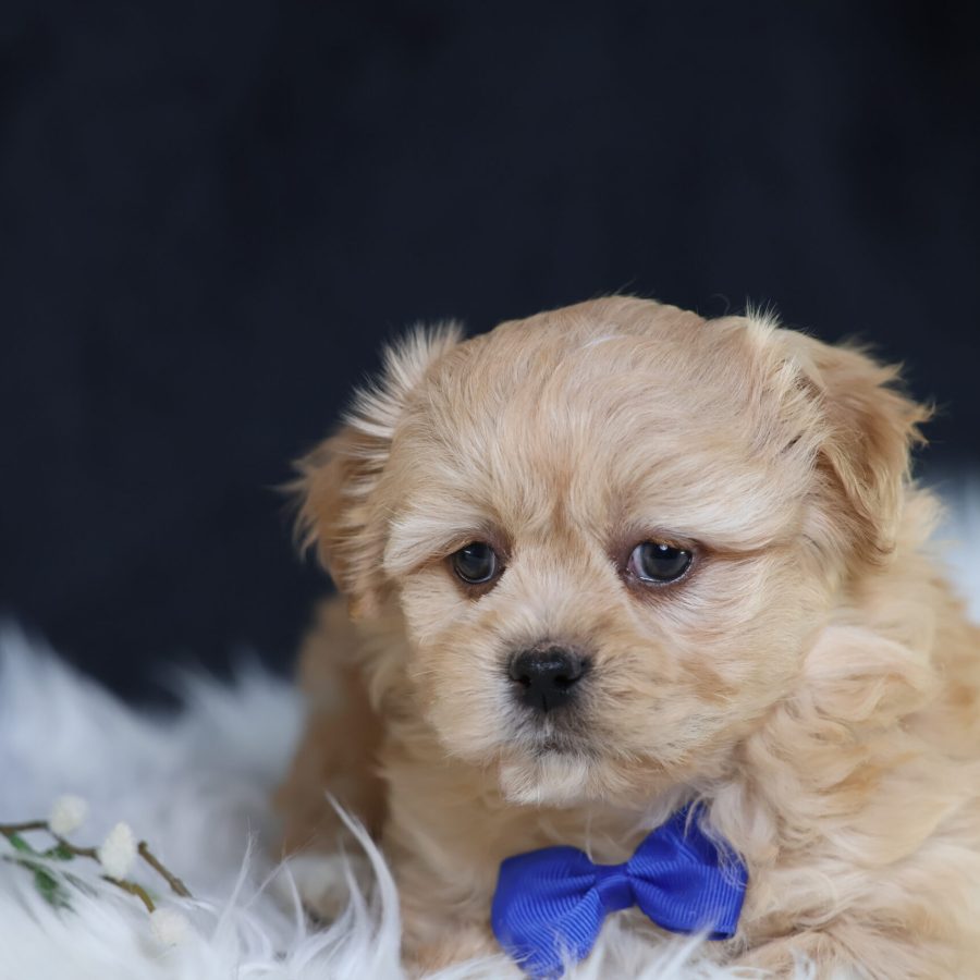 gold Shichon teddy bear puppies