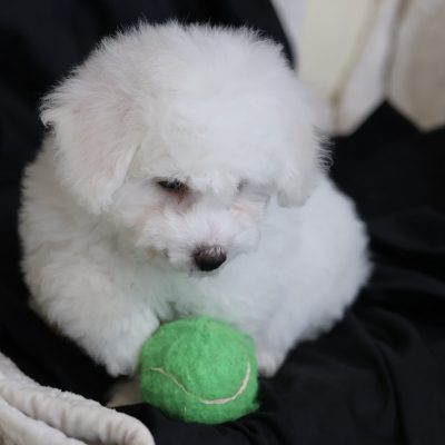 hypoallergenic bichon frise