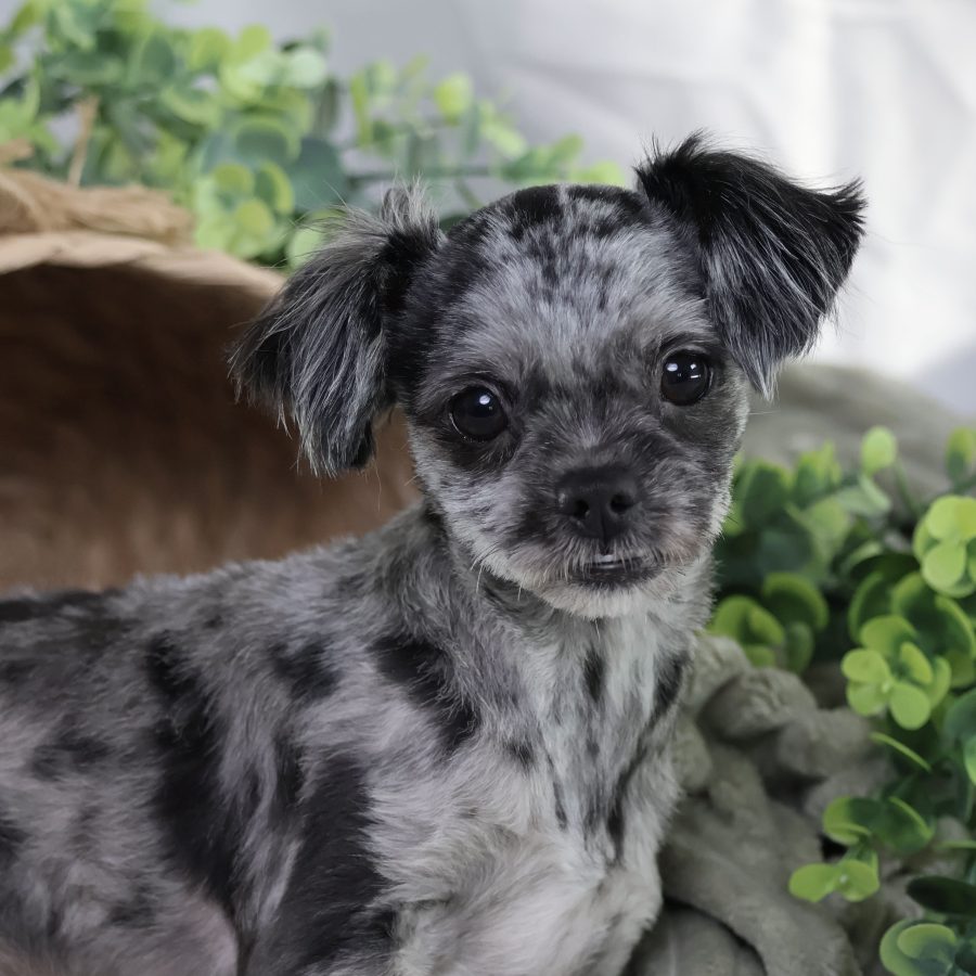 hypoallergenic puppies