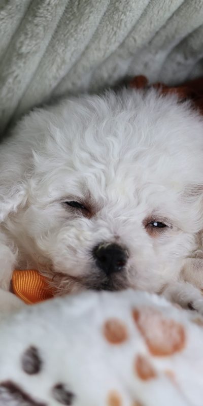 is a bichon frise a hypoallergenic dog