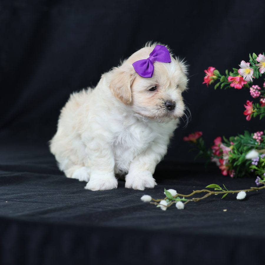 little dogs that look like teddy bears