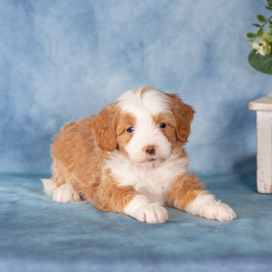 micro bernedoodle