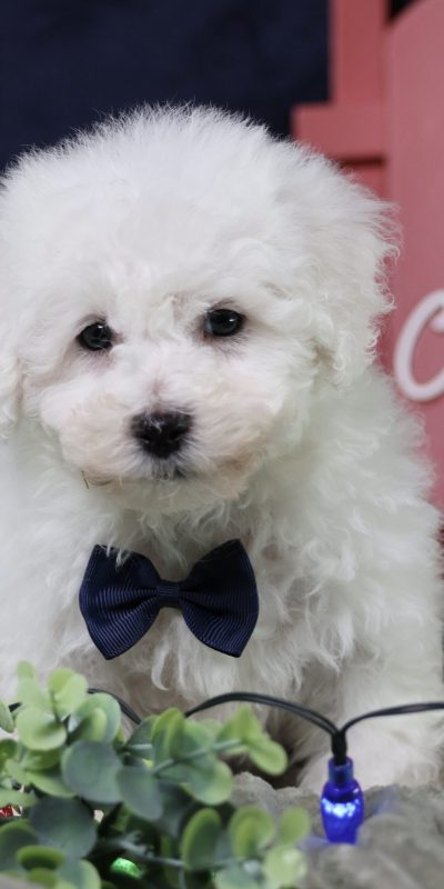 male bichon puppy