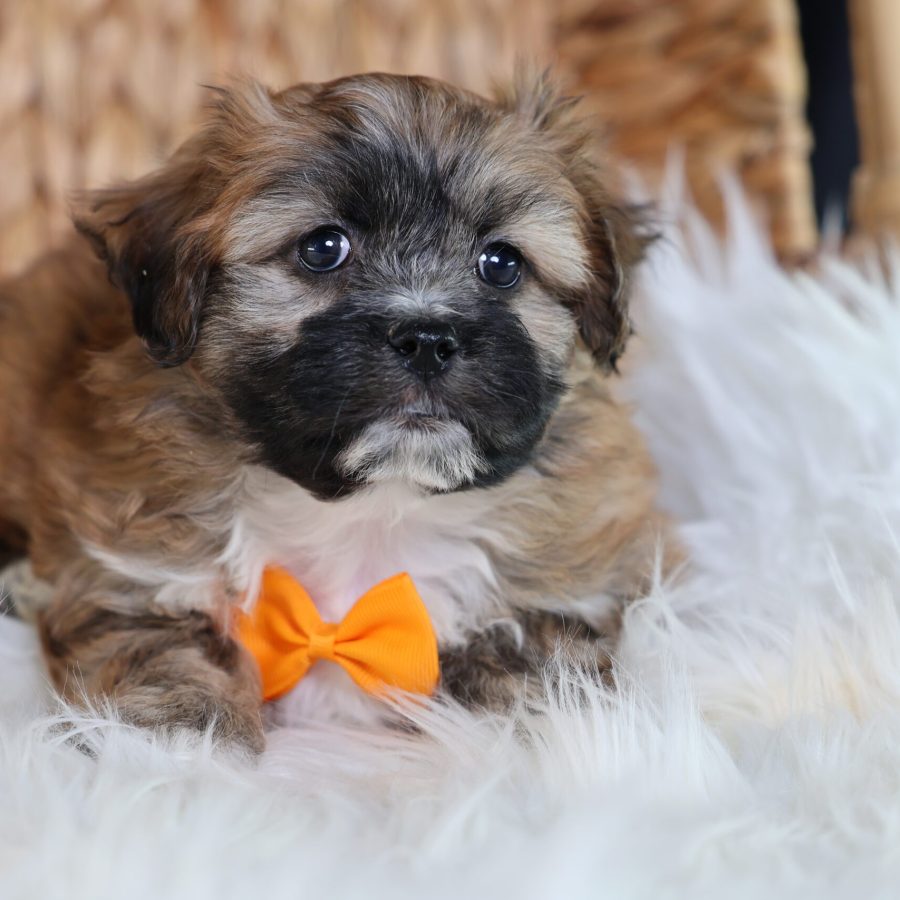 male teddy bear puppy