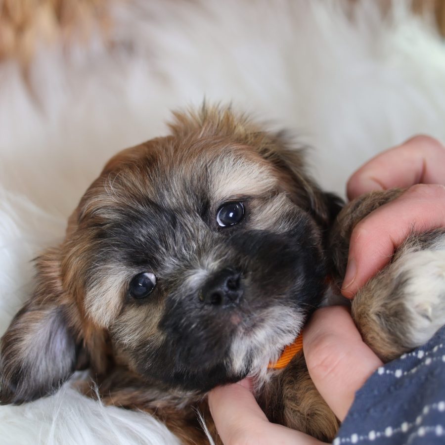 male teddy bear puppy