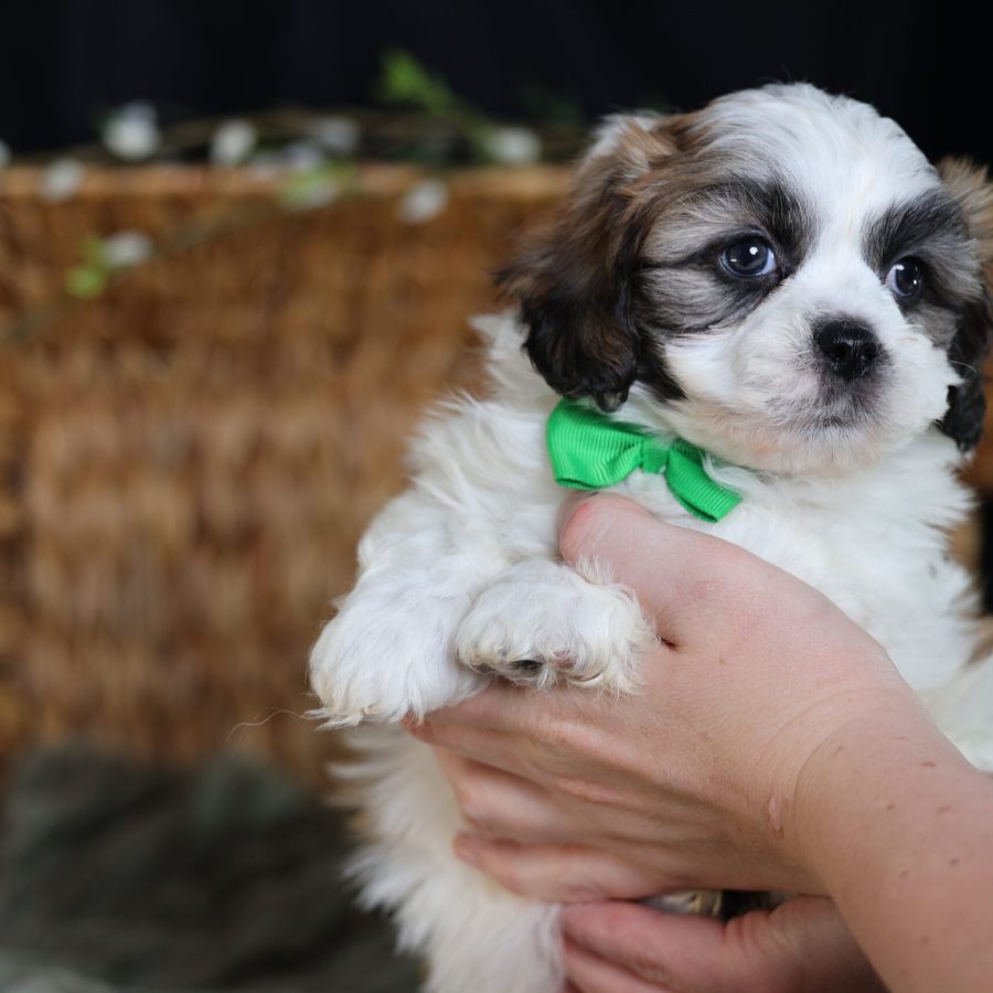 male teddy bear puppy for sale