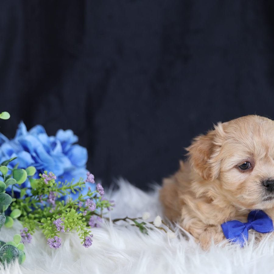 male teddy bear puppy