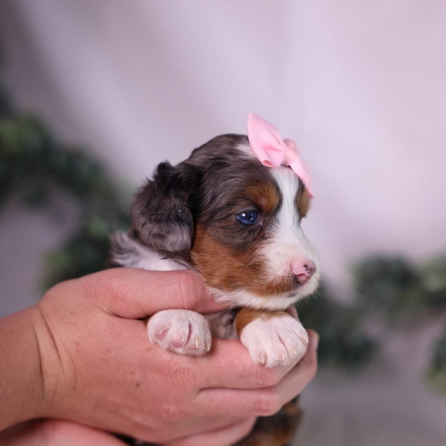 merle micro bernedoodle
