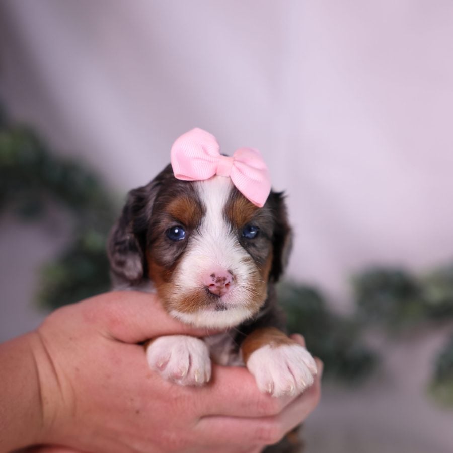 merle micro bernedoodle for sale