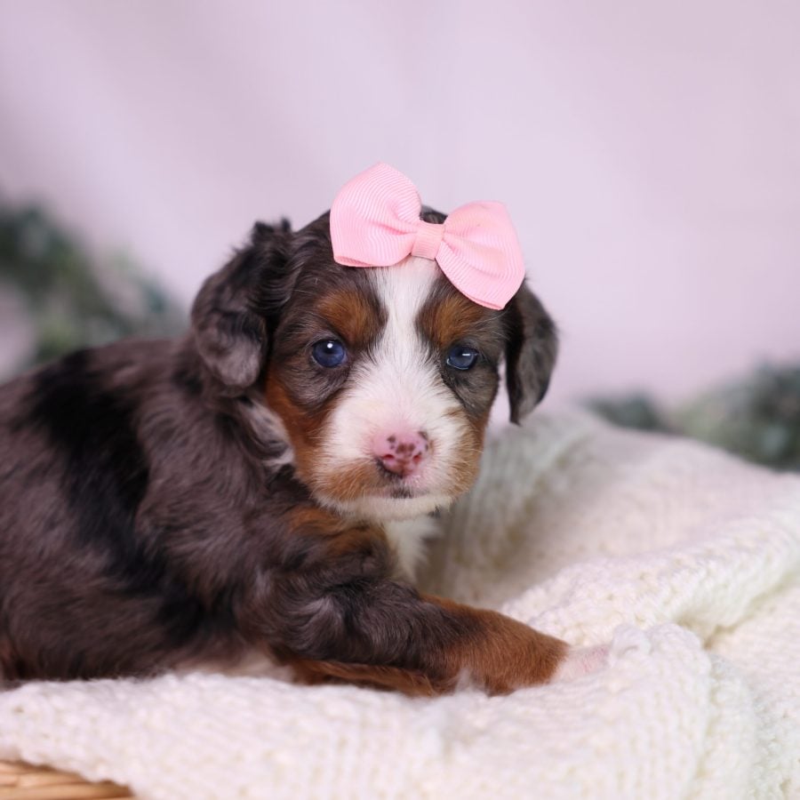 merle micro bernedoodle for sale in pa