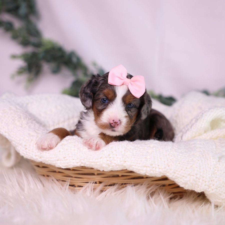 merle micro bernedoodle pa