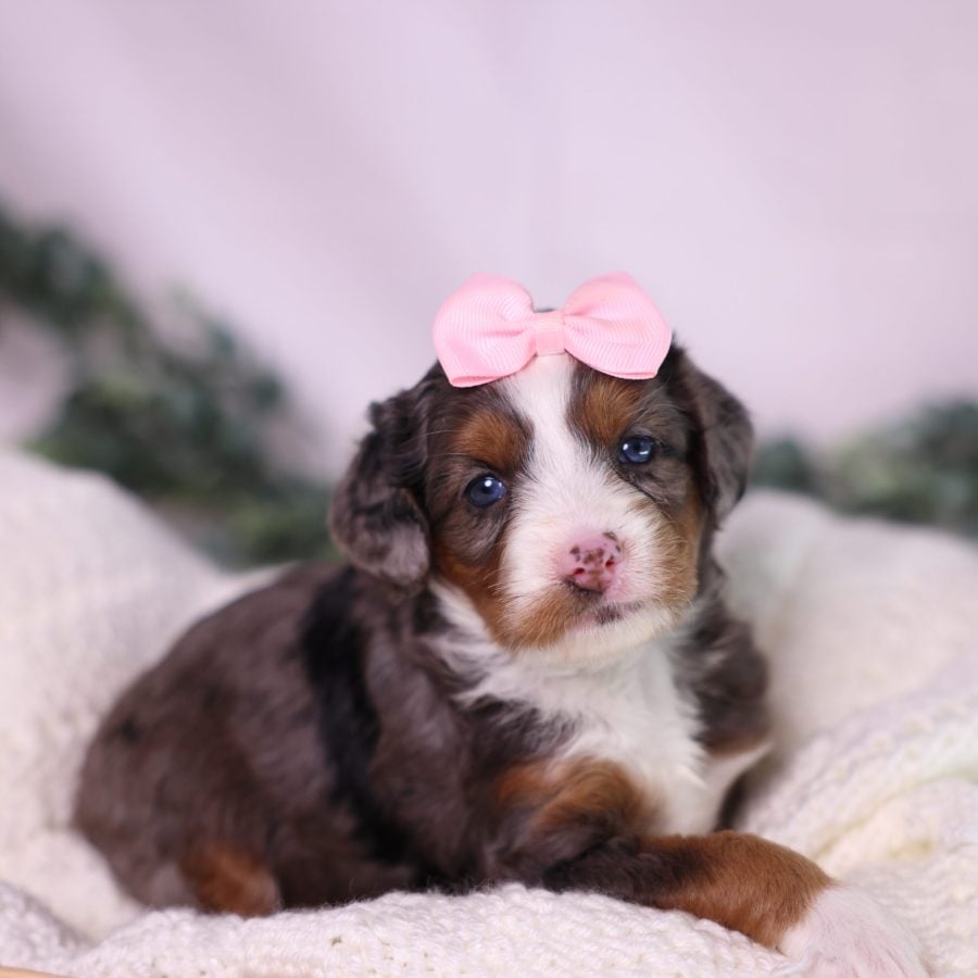 merle micro bernedoodle puppy