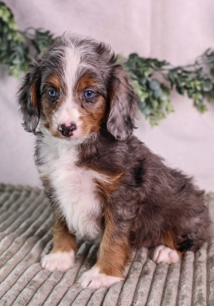 merle micro bernedoodles