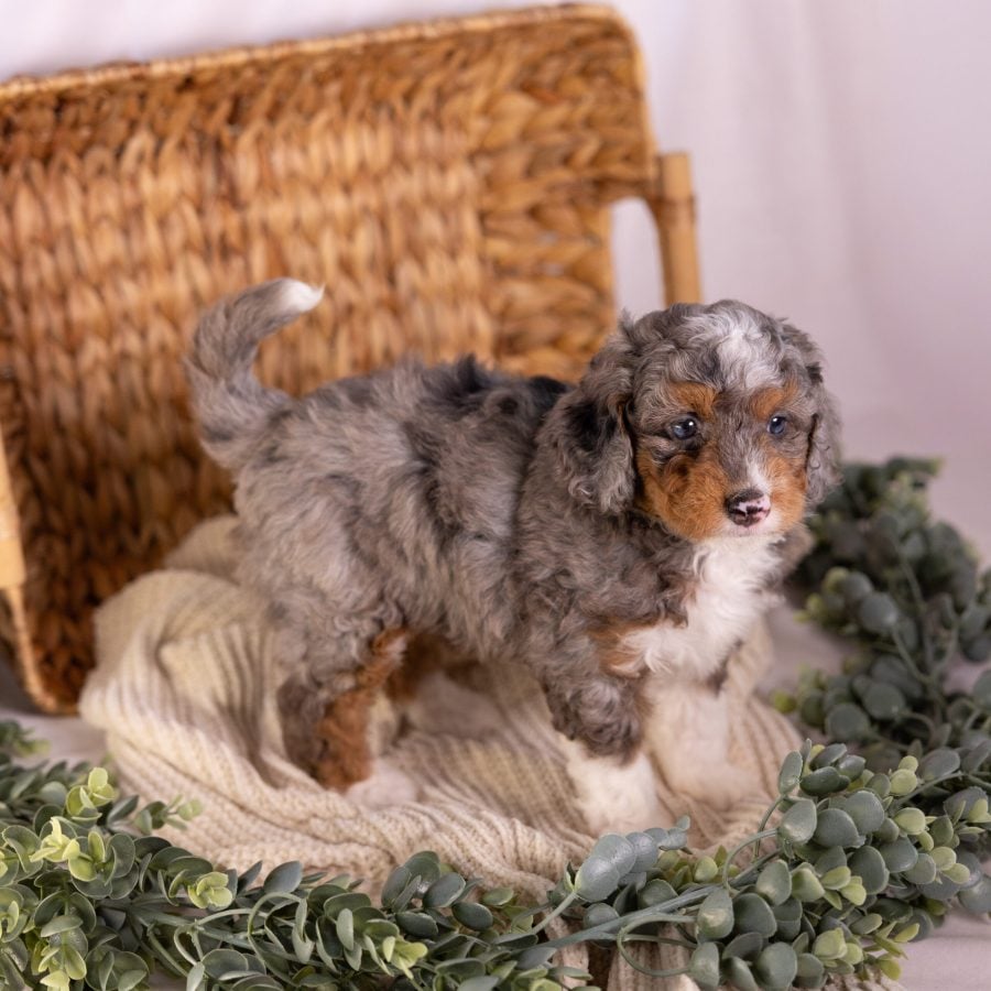 micro Bernedoodle merle