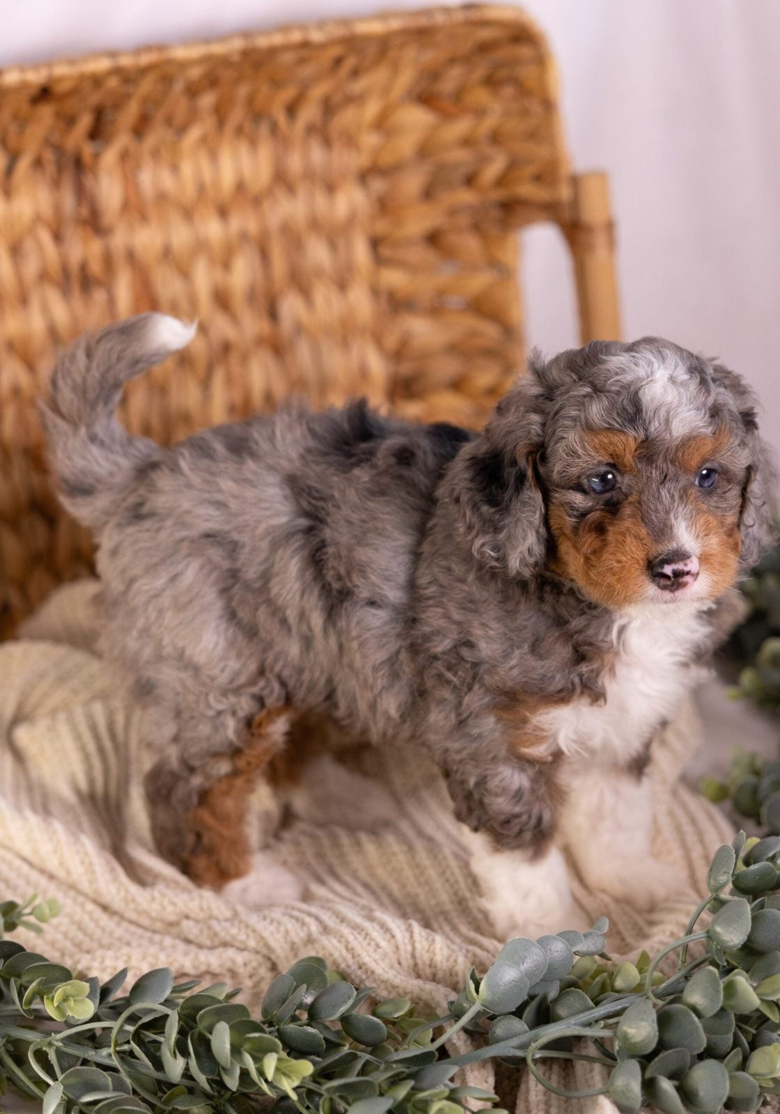 micro Bernedoodle merle