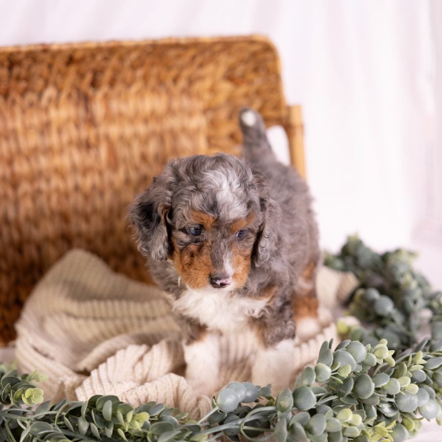 micro Bernedoodle merle puppies