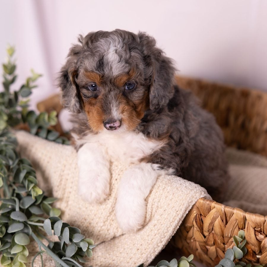 micro Bernedoodle merle puppies for sale