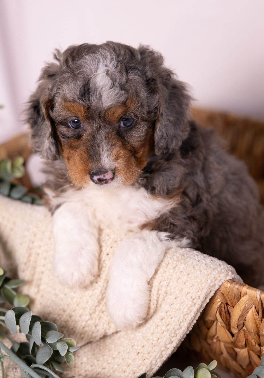micro Bernedoodle merle puppies for sale