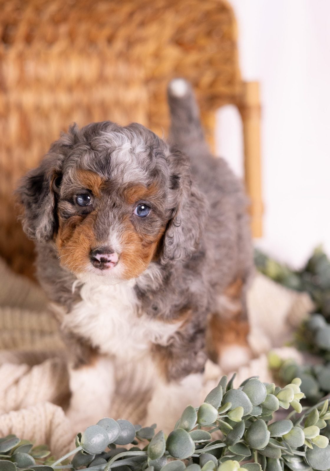 micro Bernedoodle merle puppy