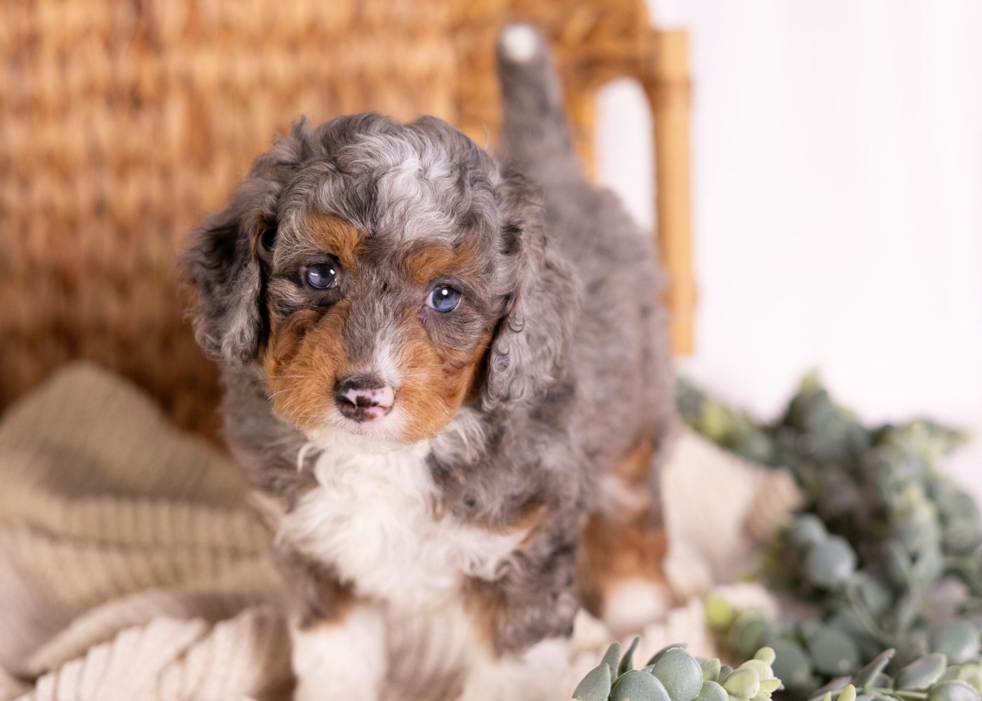 micro Bernedoodle merle puppy