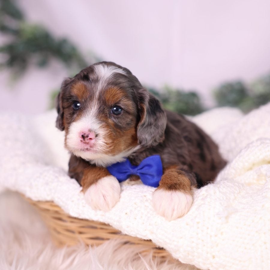micro bernedoodle breeder