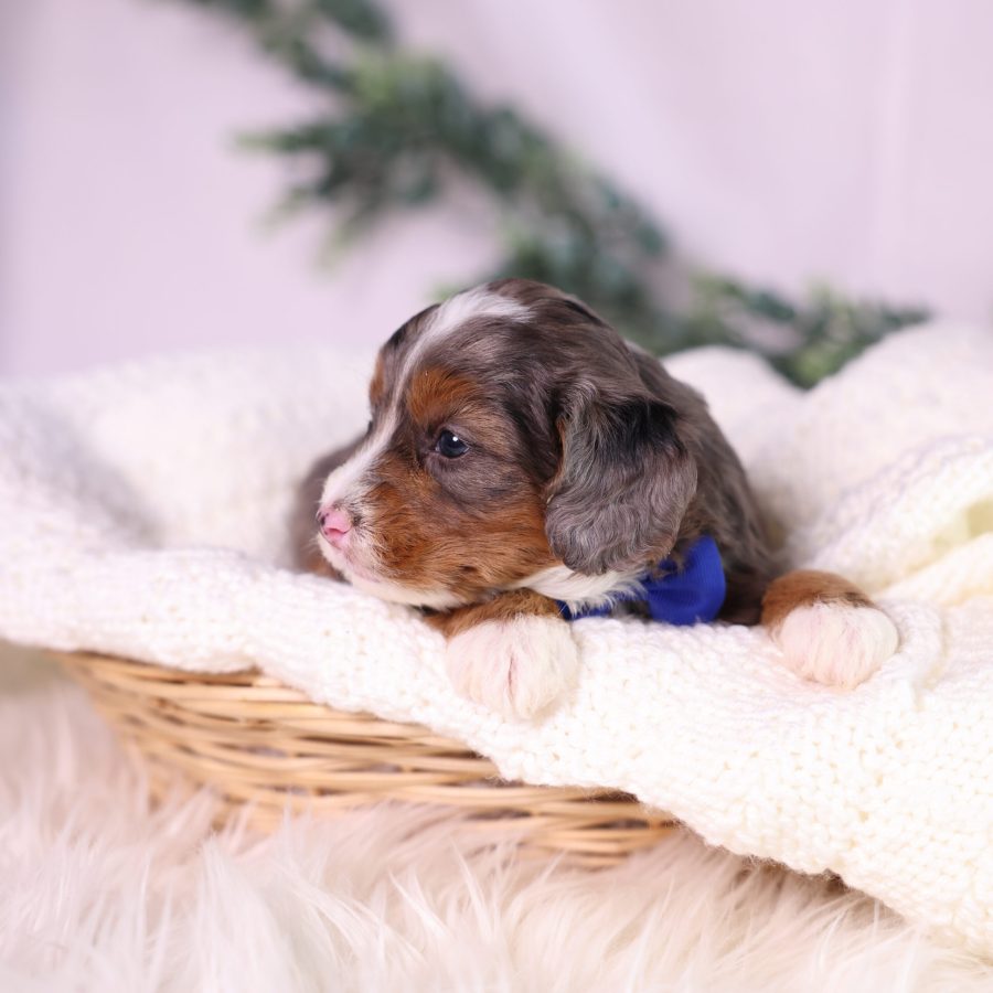 micro bernedoodle breeder near me