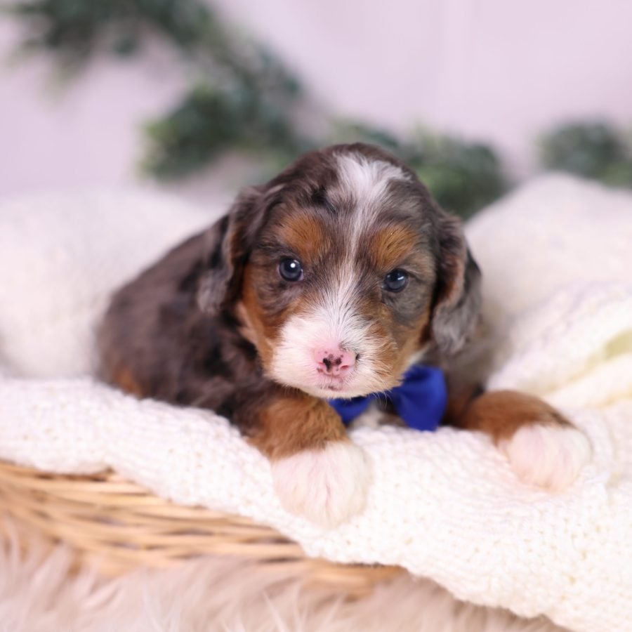micro bernedoodle breeder pa