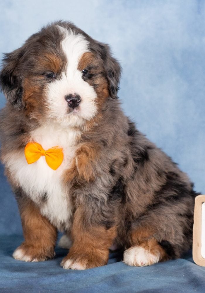 micro bernedoodle breeders