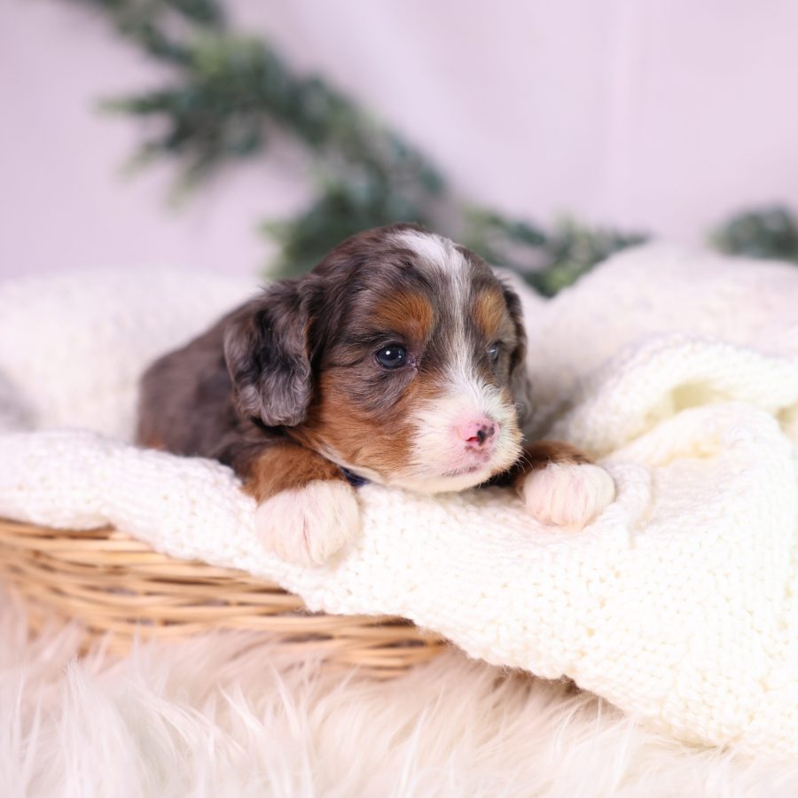 micro bernedoodle breeders