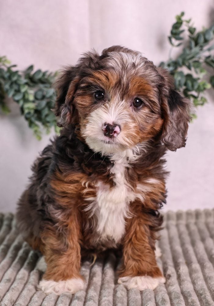 micro bernedoodle breeders