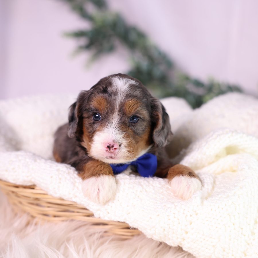 micro bernedoodle breeders near me