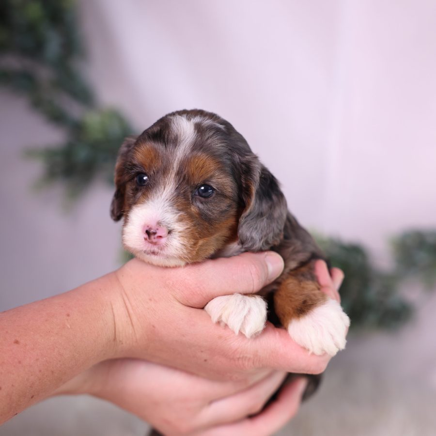 micro bernedoodle breeders pa