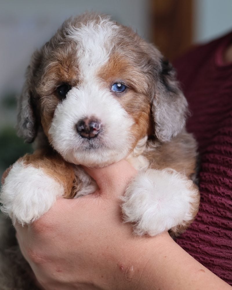 micro bernedoodle for sale