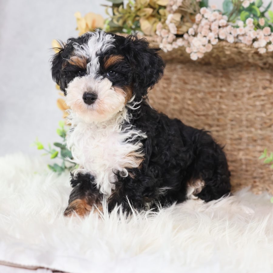 micro bernedoodle for sale