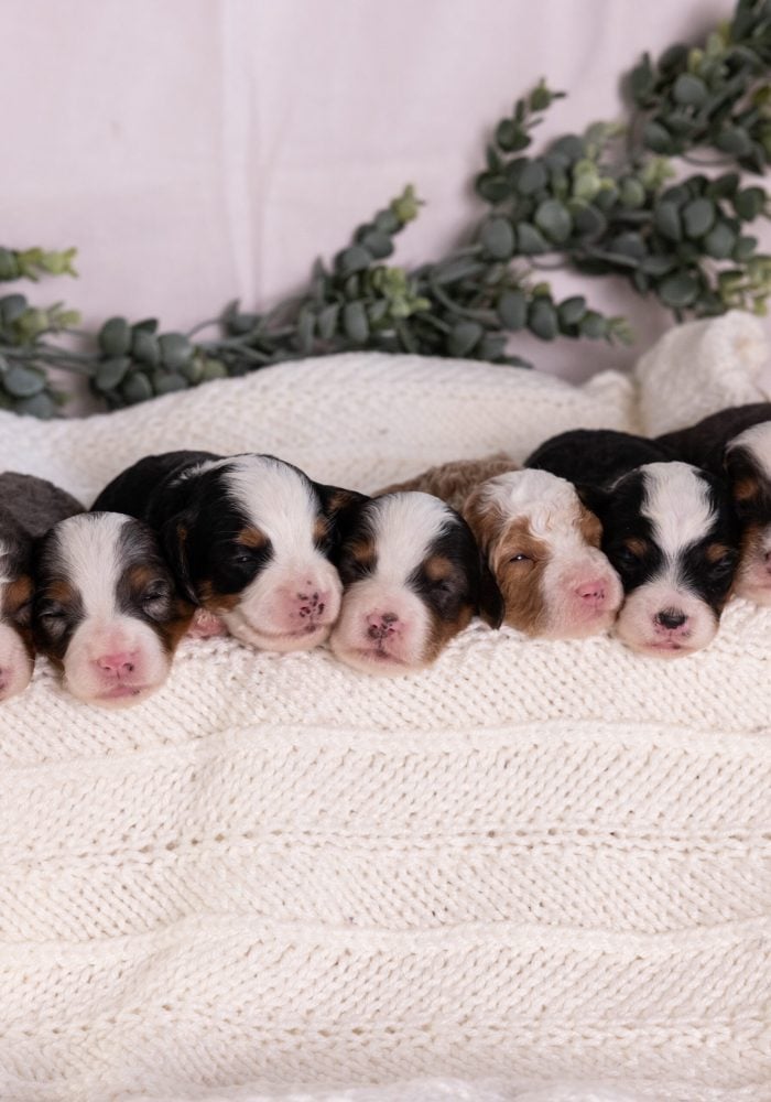micro bernedoodle litter